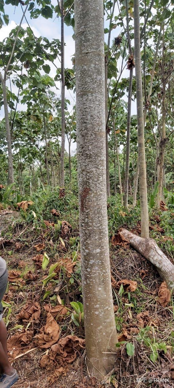 baltek巴沙轻木在中国能种植么?