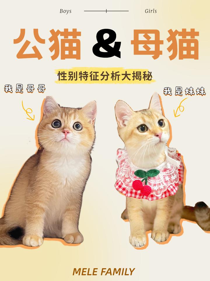 5个方面看公猫和母猫差别究竟多大? - 知乎