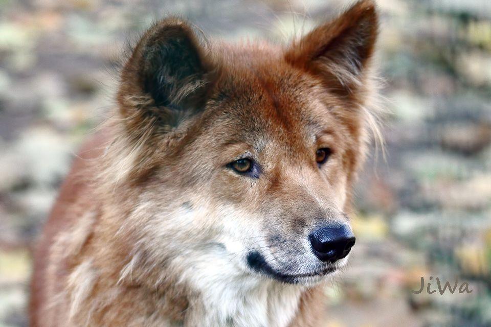 澳洲野狗和中华田园犬图片