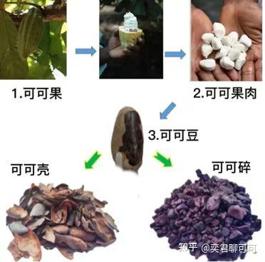 可可豆 - 知乎
