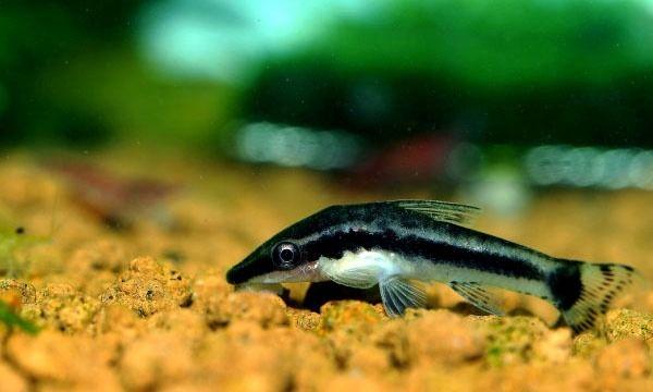 小型观赏鱼小精灵鱼