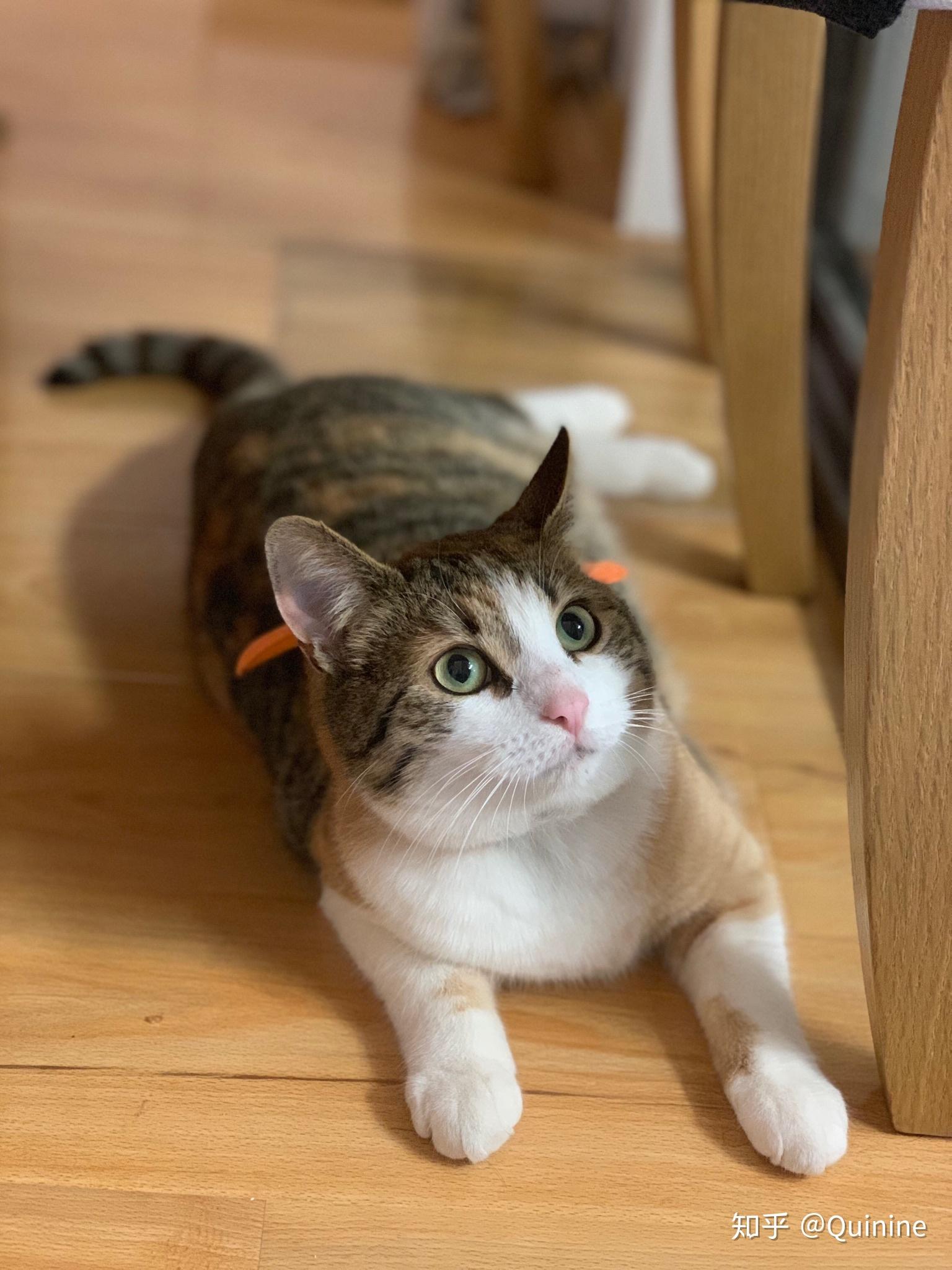 好想看看三花猫啊谁能晒晒自家三花主子