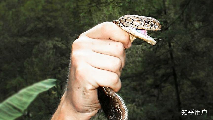 "打蛇打七寸"的七寸是指蛇的哪个部位?