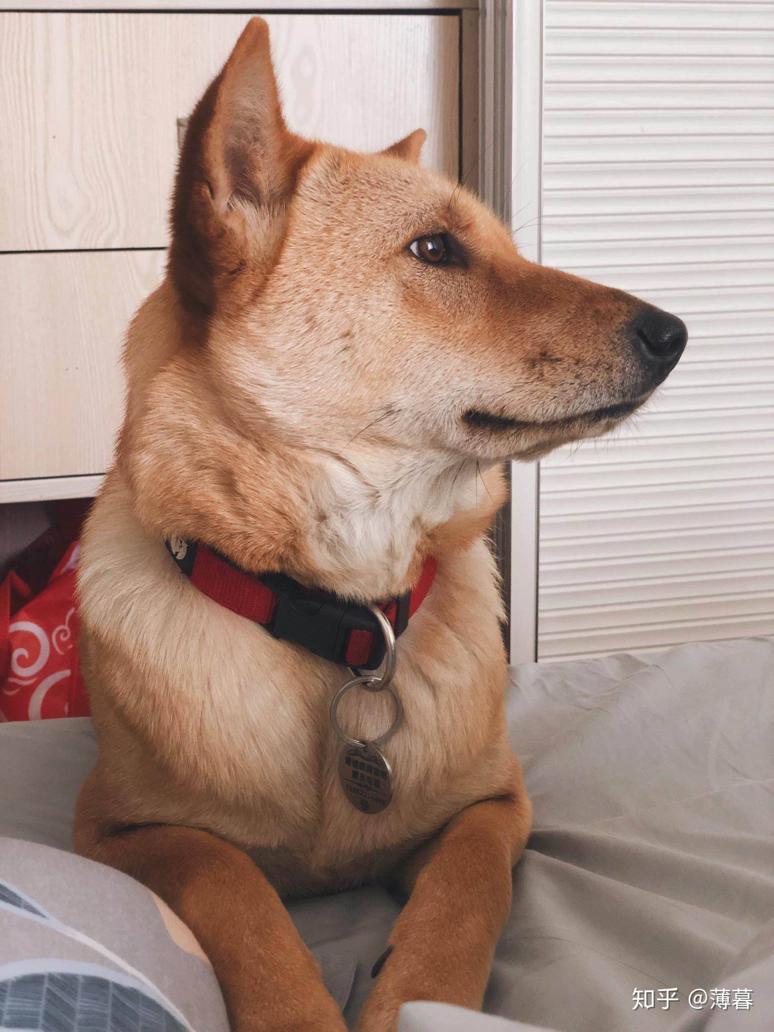 如何买到一只纯种的土狗(大黄)? - 知乎