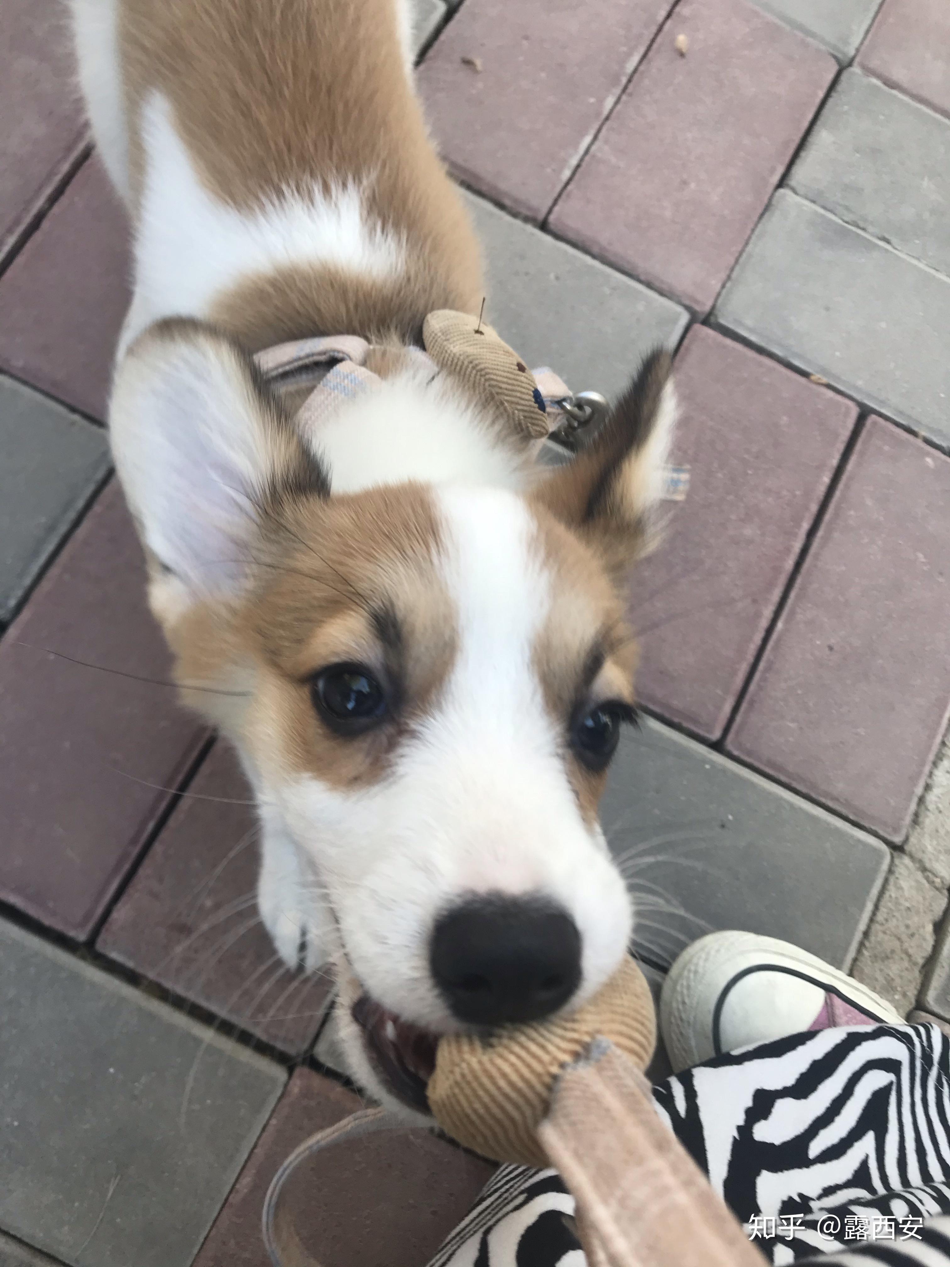 如何判断一只柯基是否失格呢如果三通不是标准的话