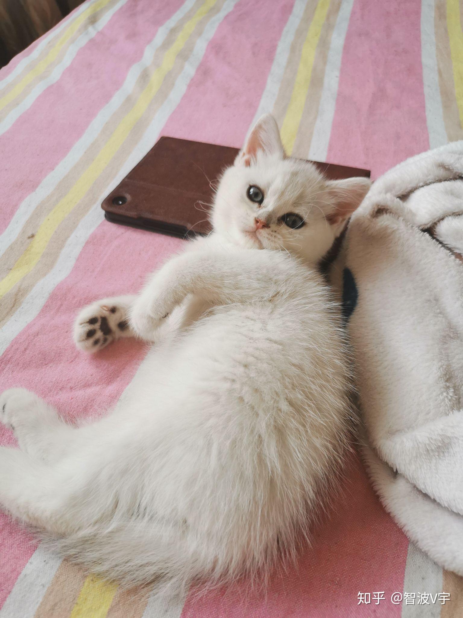 两只银渐层为什么会生出黄色? - 知乎