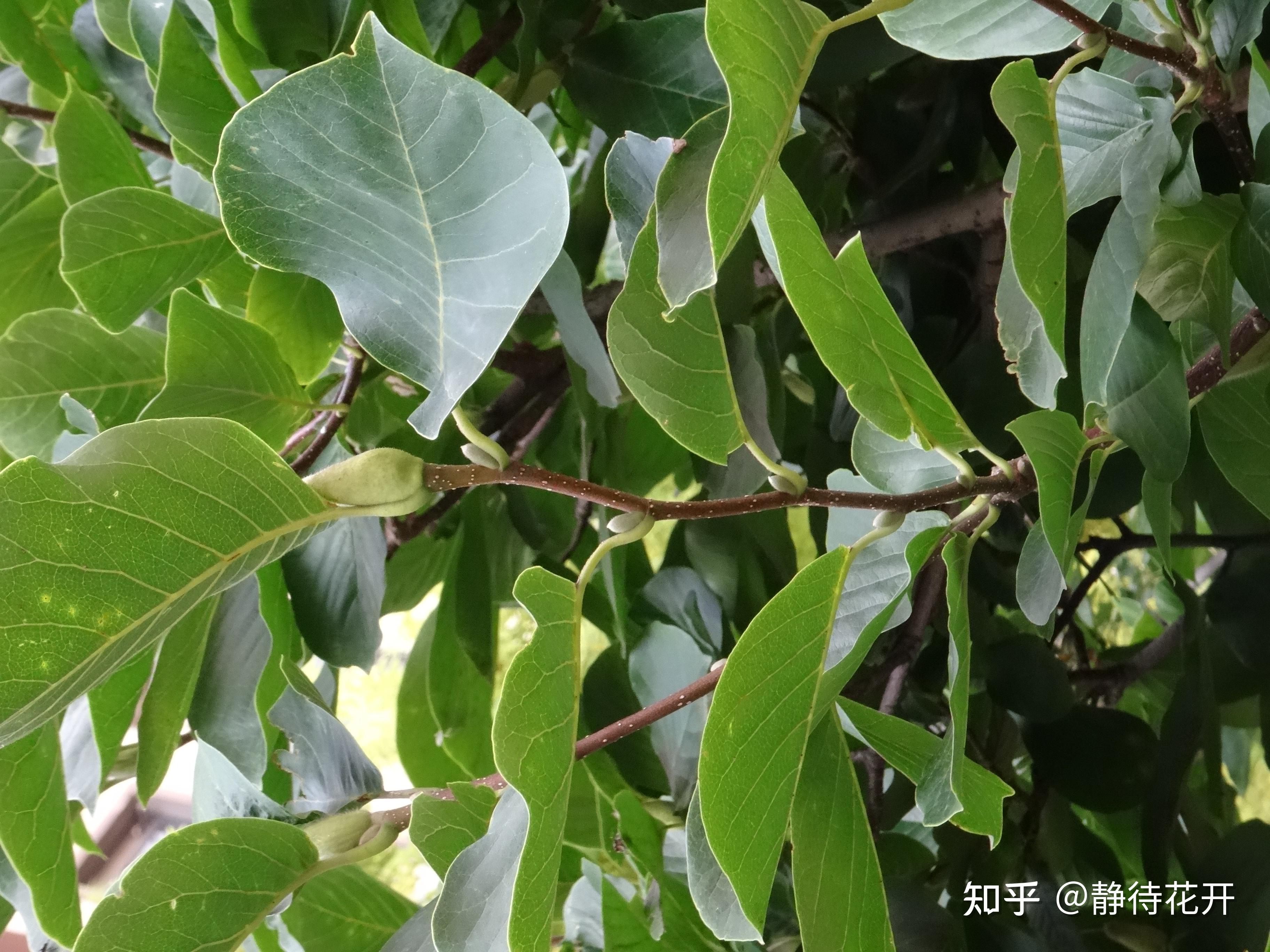 你们知道这是什么植物吗？有何作用吗？ - 知乎
