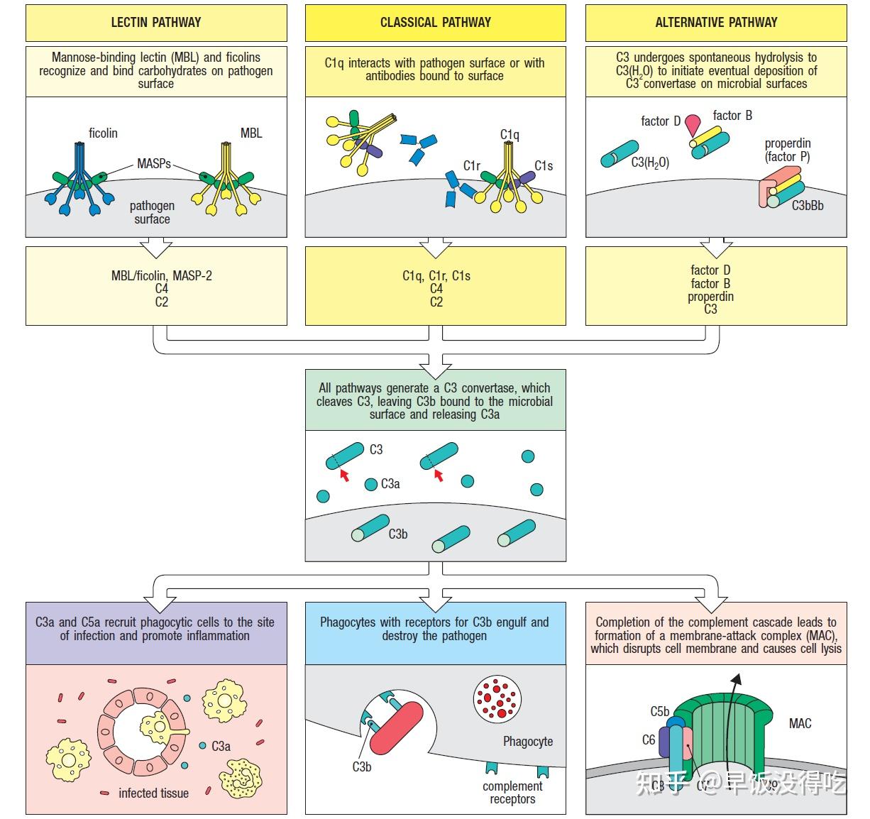 2.1 Complement System(补体系统) - 知乎