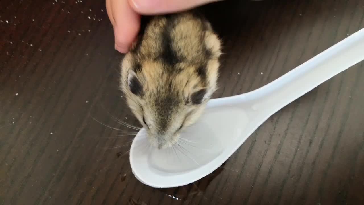 你有看到过小仓鼠喝水的样子吗?