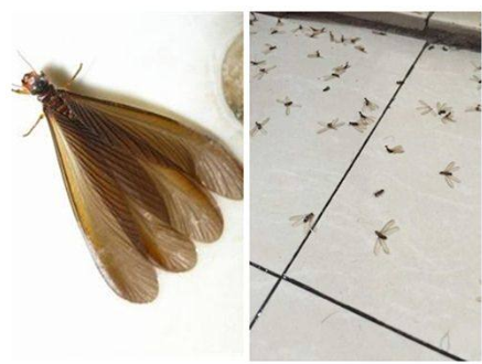 家里一个房间发现有一堆会飞的白蚁怎么办窗户都关着