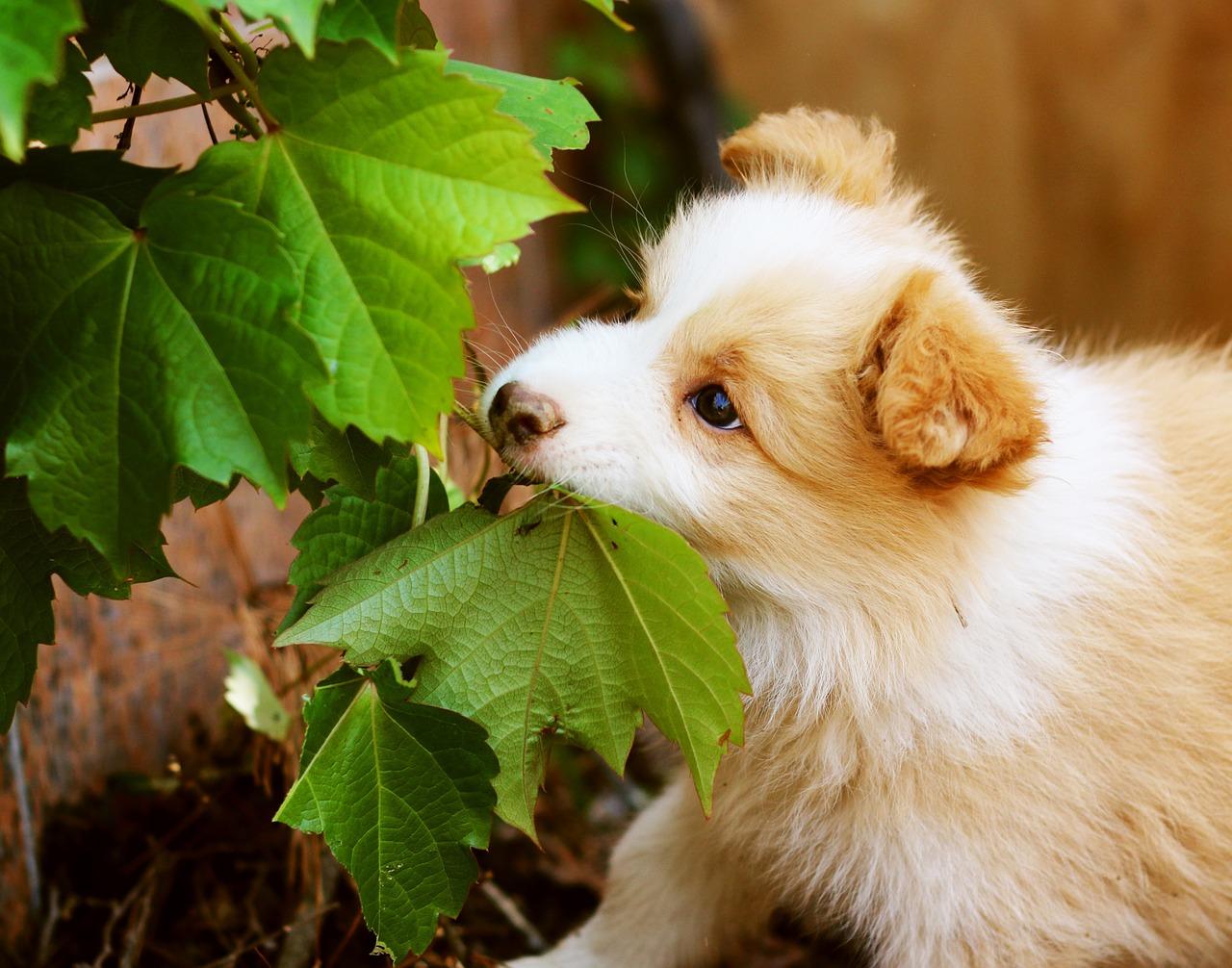 2. 眼睛健康营养餐
