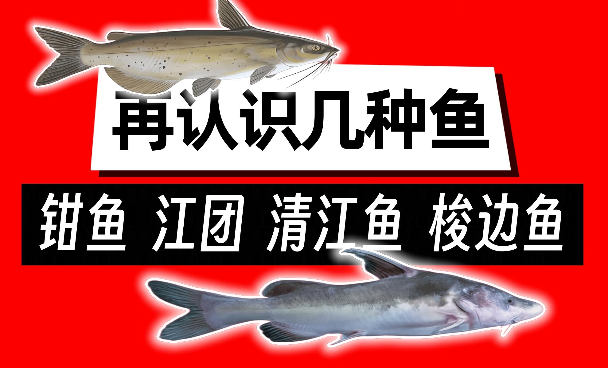 钳鱼江团清江鱼梭边鱼都是什么鱼