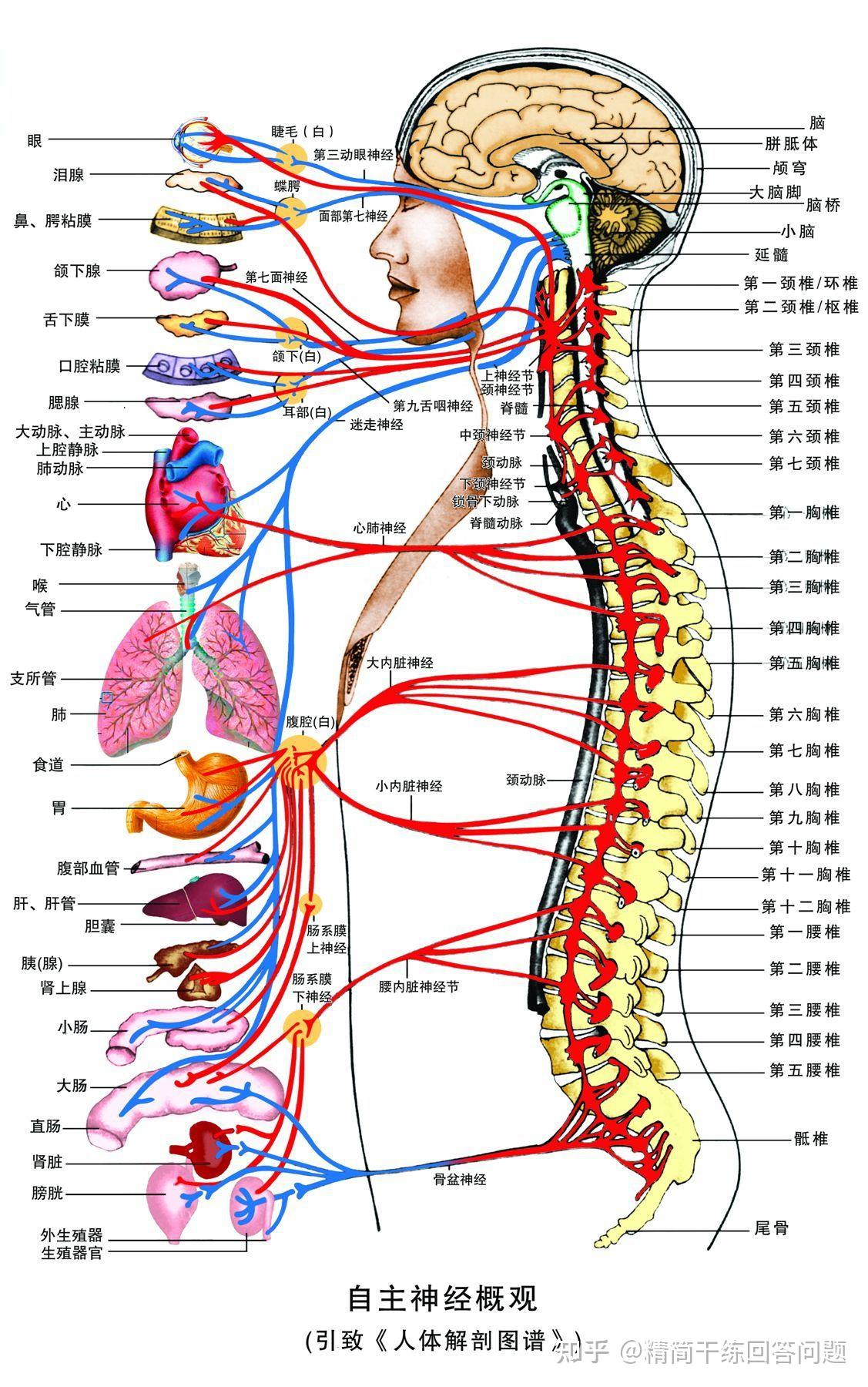 妈妈得了腰椎间盘突出买私人膏药一块要150元贵吗