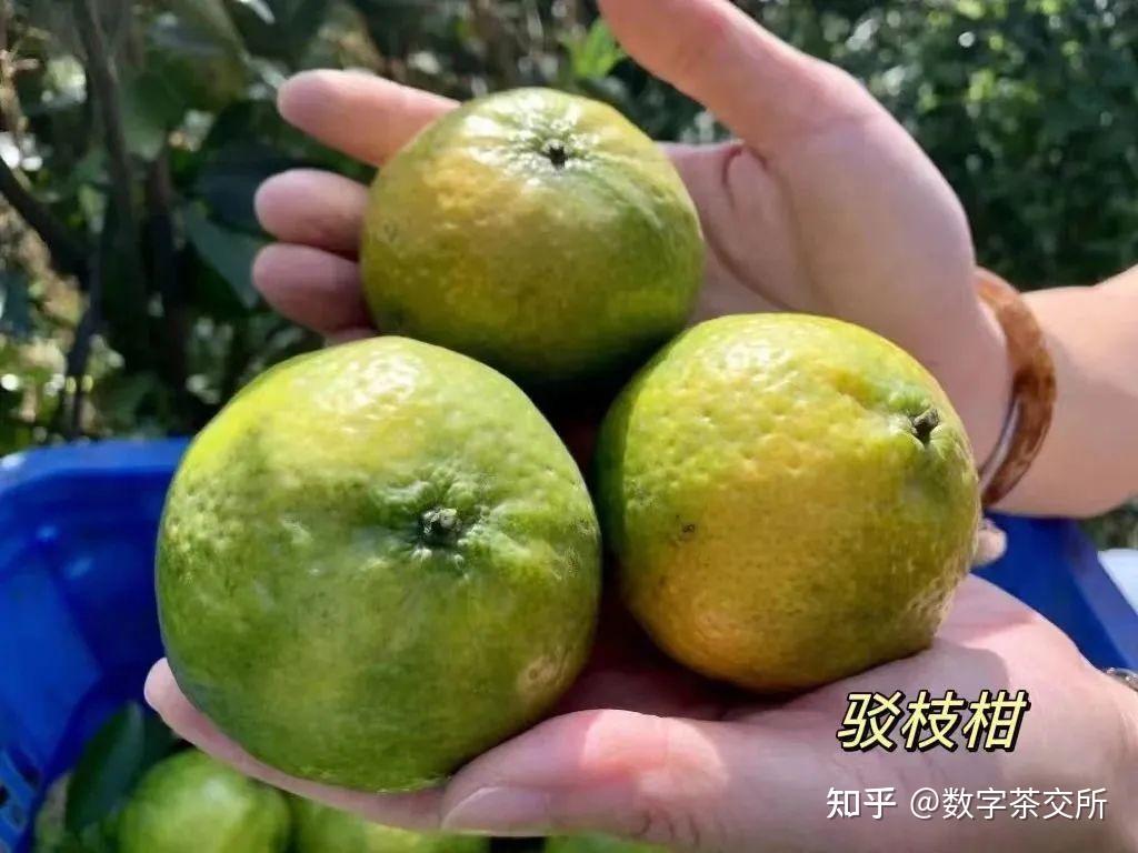 “茶枝柑、圈枝柑、驳枝柑、原枝柑”到底有啥区别?如何挑选正宗的新会陈皮? - 知乎