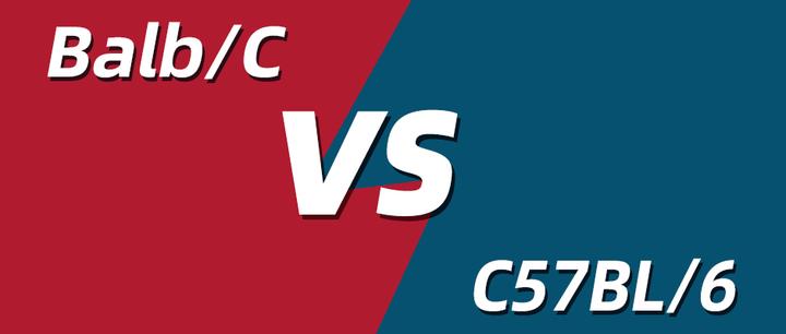 为什么有的研究偏爱C57BL/6，有的研究却偏好Balb/C？ - 知乎