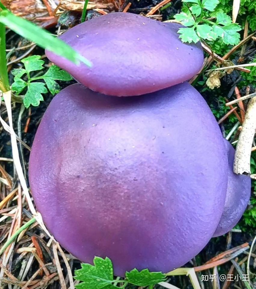 这种紫色的蘑菇有毒吗? 