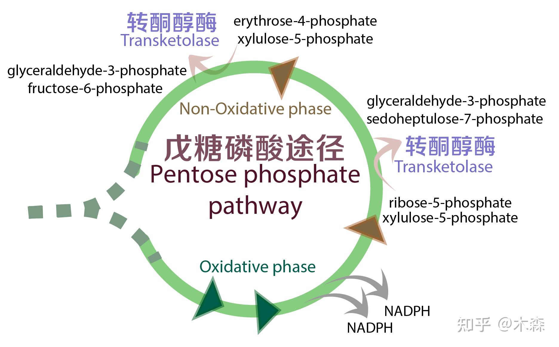 维生素b1有何功能