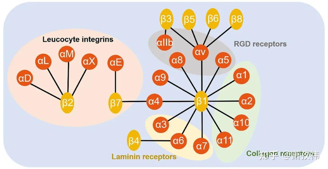 双向信号传导：整合素integrins - 知乎