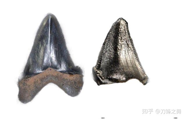 剑齿虎打得过狮子老虎吗?(剑齿虎与狮子体型对比)