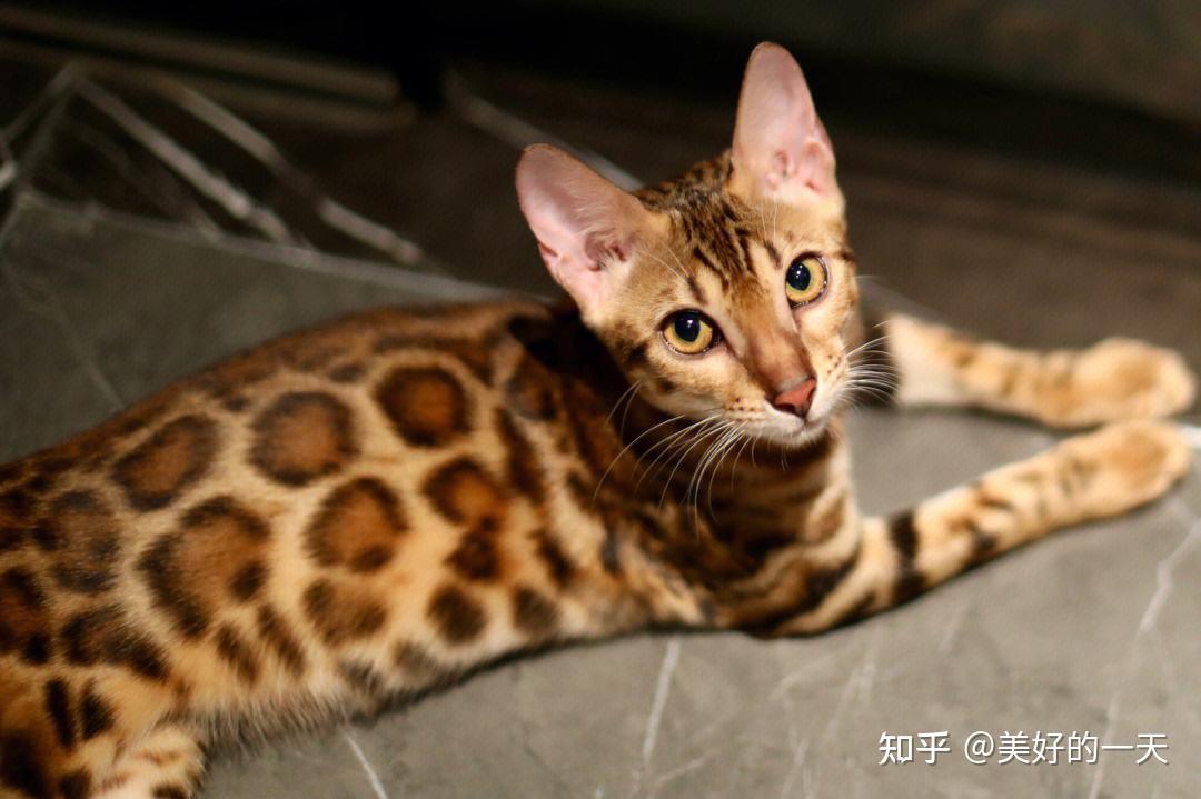 世界“十大名猫”,你认识几只? - 知乎