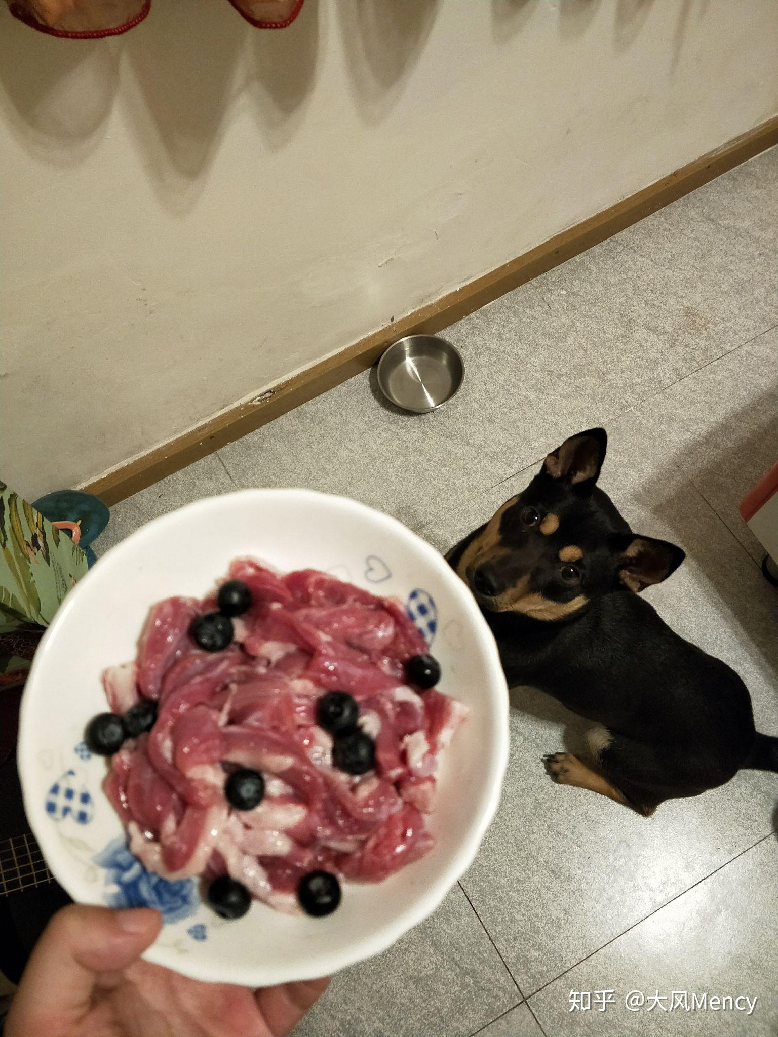 养中华田园犬 四眼 是种怎么样的体验？ - 知乎