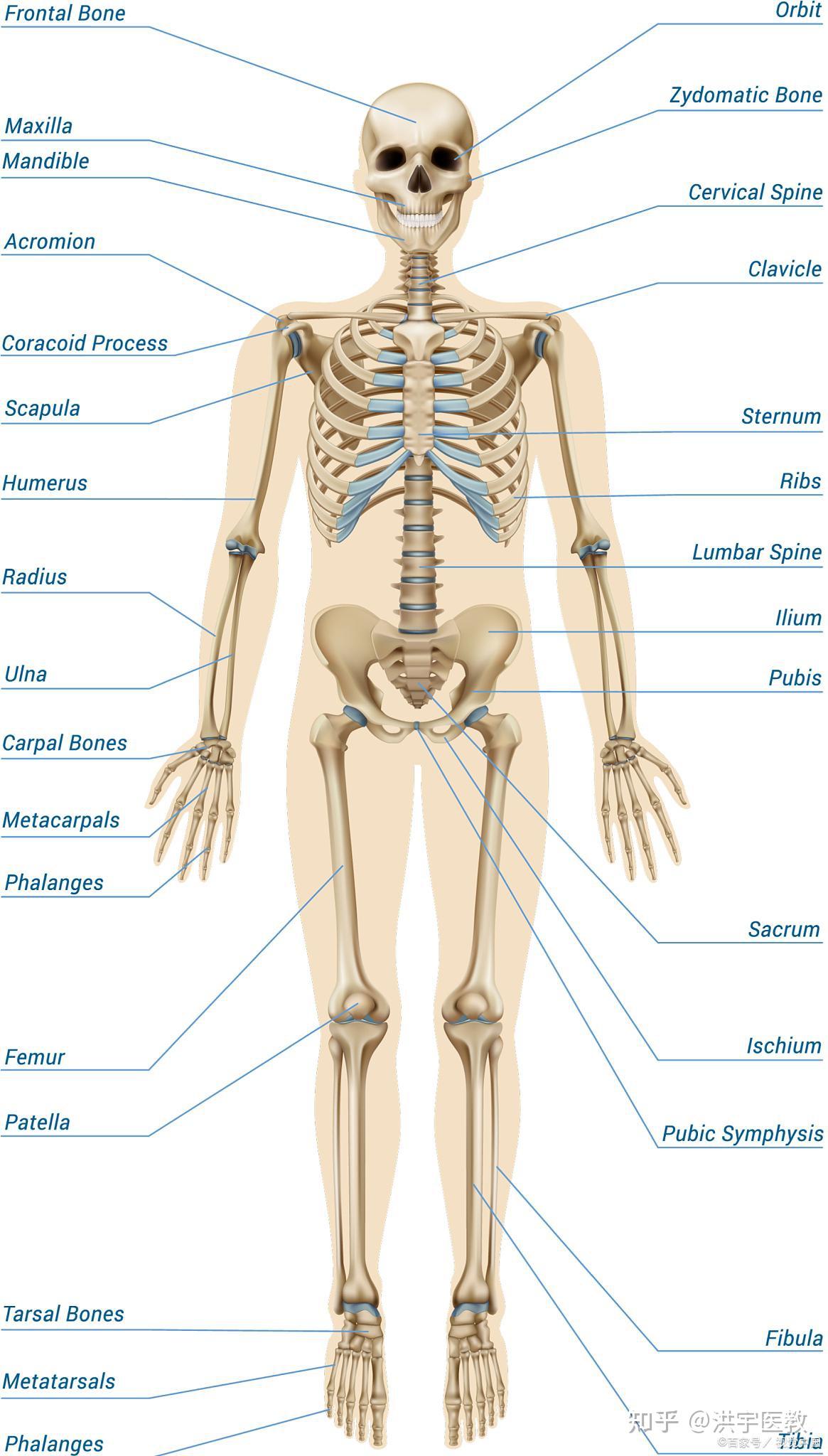 人体骨骼模型在医专院校的作用有哪些?