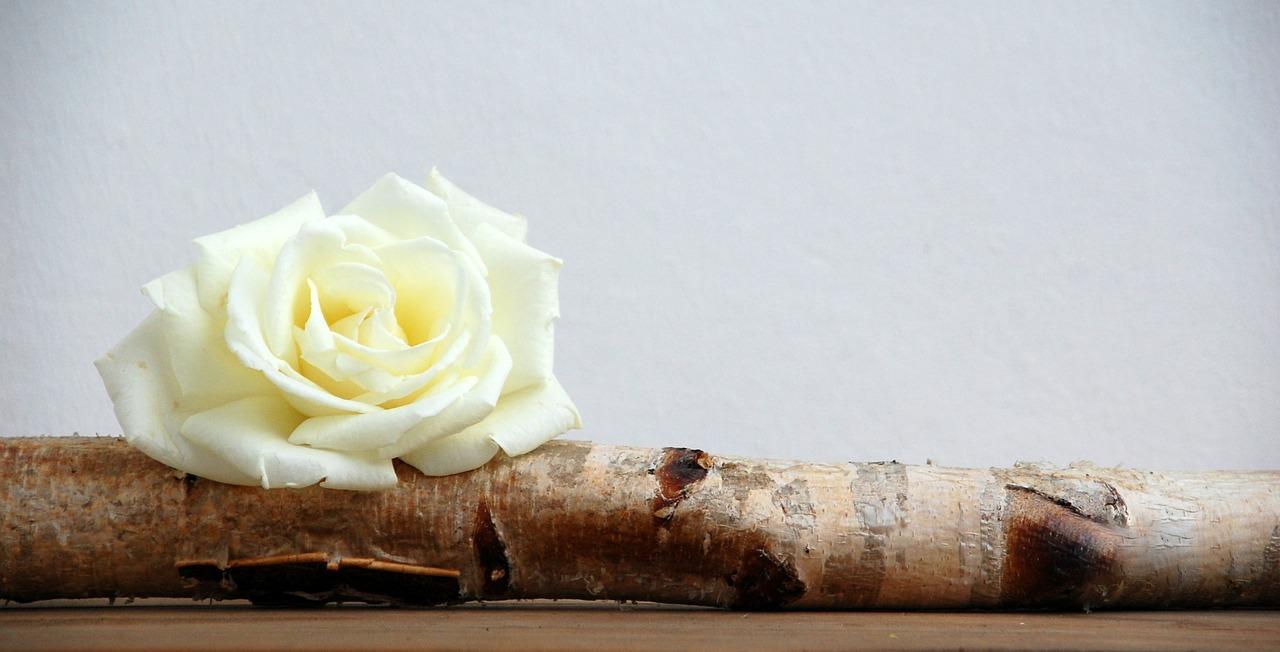 4. 纯真爱情象征