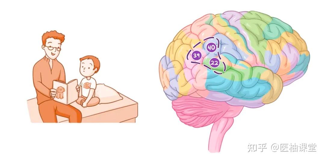 人体解剖学基础:大脑皮层 - 知乎