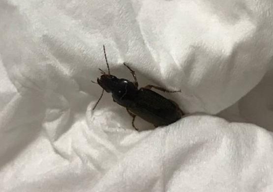 中华婪步甲为什么成批出现? - 知乎