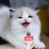 繁育人东东