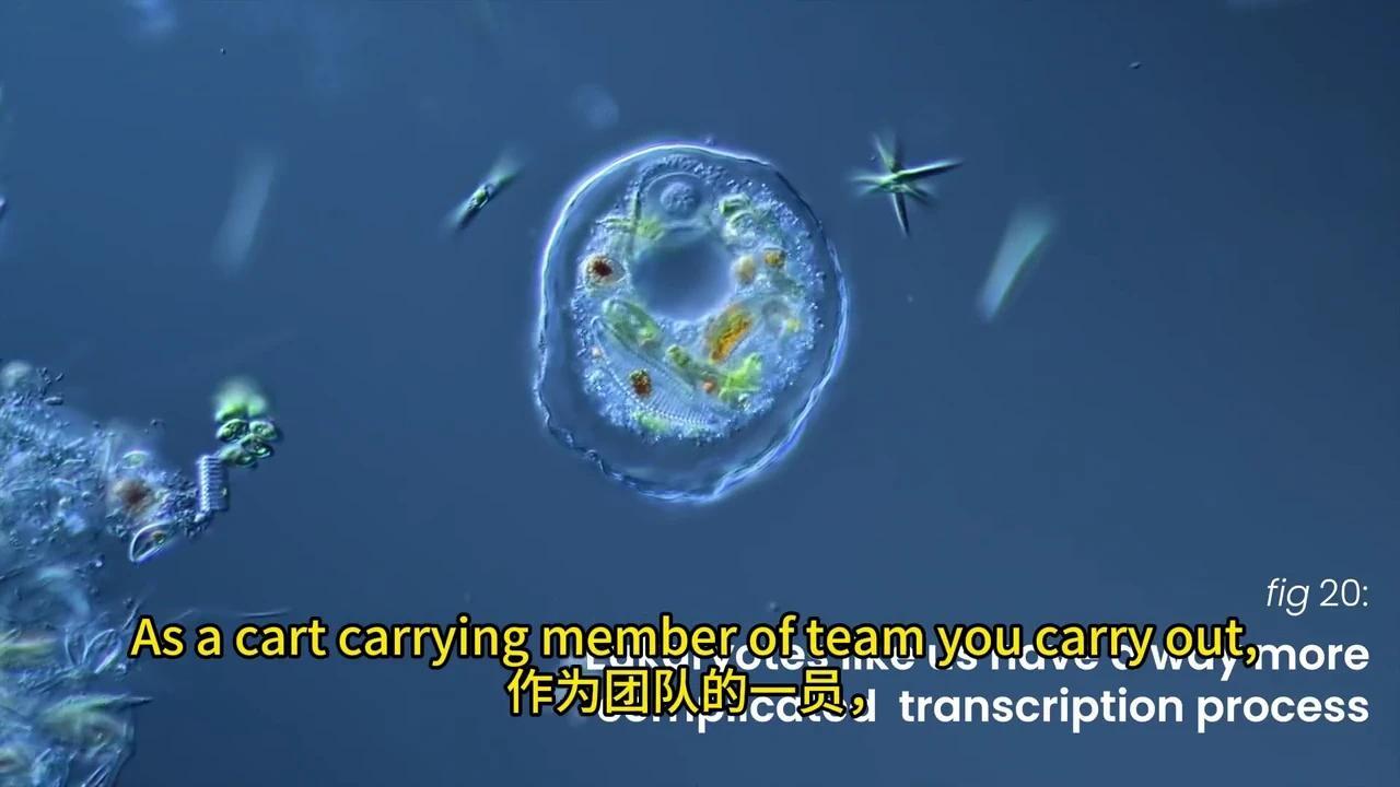 彻底解密DNA转录与mRNA剪接:动画揭秘生物学奥秘 - 知乎