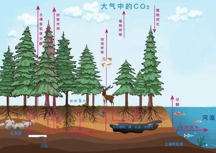 碳汇原理以及监测和评估方法 - 知乎