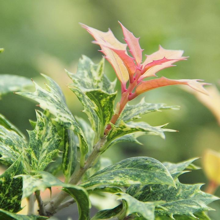桂花中的彩叶大灌木——彩叶刺桂 - 知乎