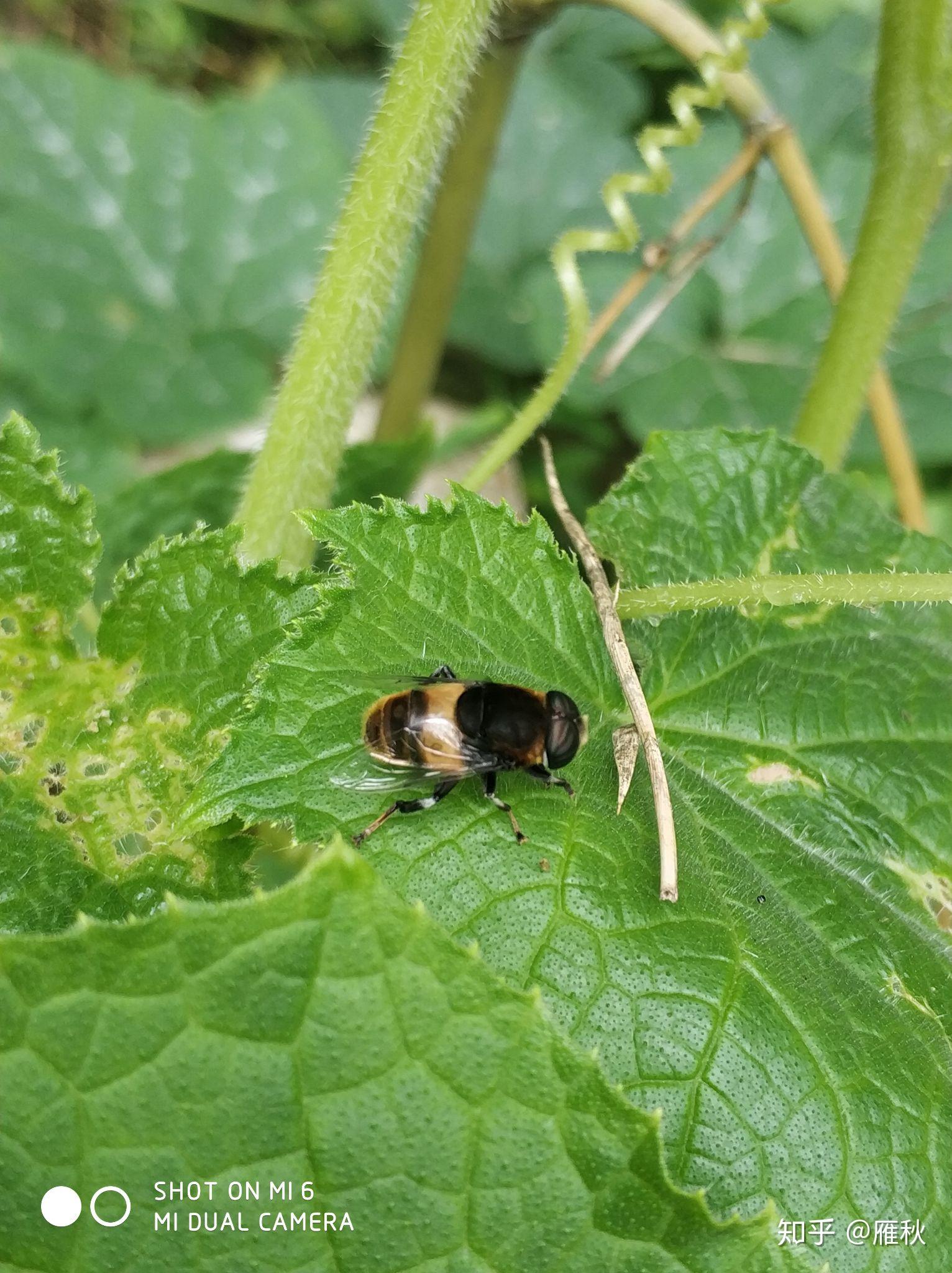 中华田园犬农村的老狗临死离开家找个没人的地方安静的死掉是真的吗