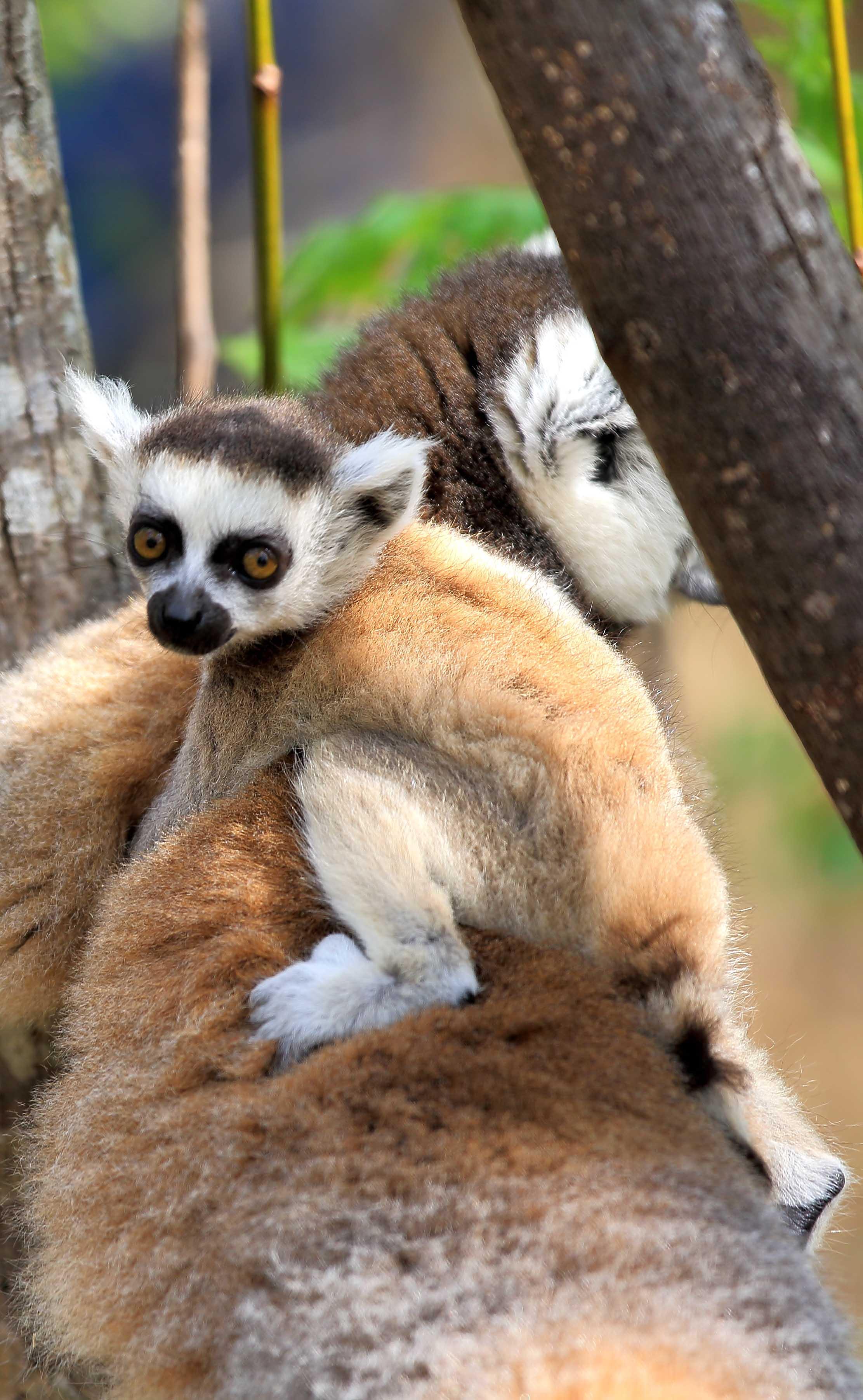马达加斯加代表动物图片