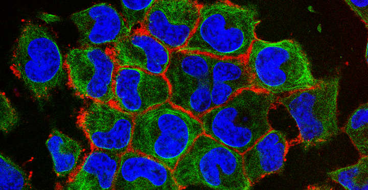 如何正确的进行免疫荧光——CellLINK - 知乎