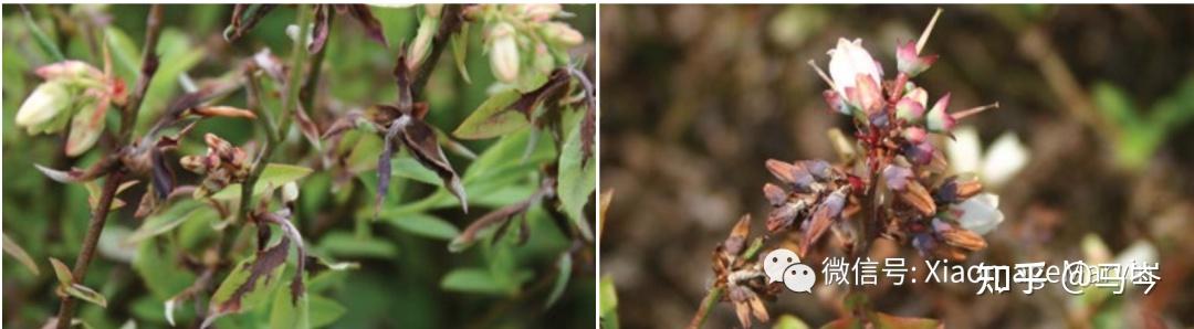 怎么防治蓝莓僵果?