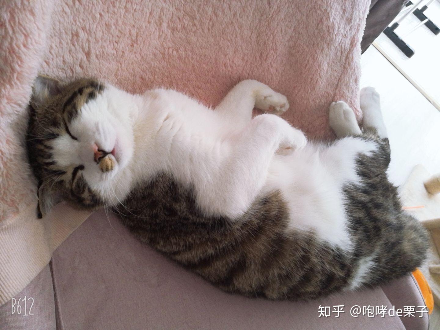 你家猫的睡觉姿势有多么奇葩