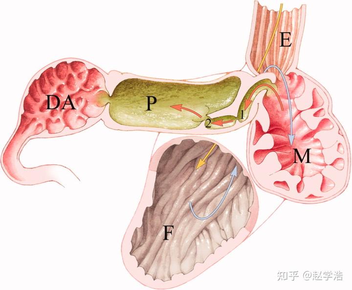 有氧潜水被鲸类吞下后是否还有自救可能?