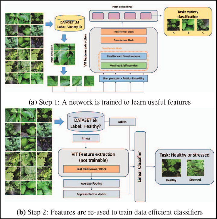 用于植物表型分析的视觉基础模型 - 知乎