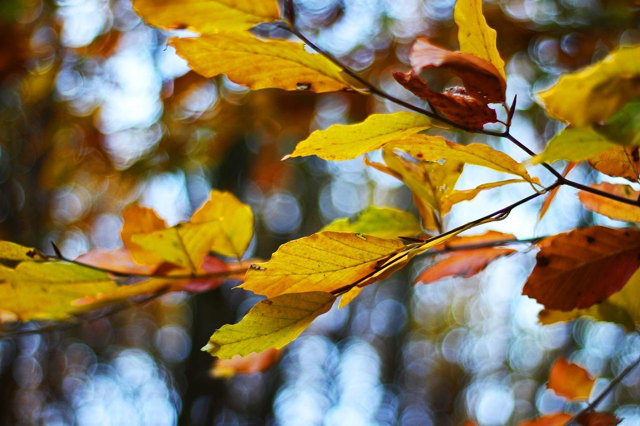 3. 叶片修剪指南