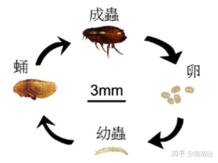 如果人身上有跳蚤該怎麼辦? - 知乎