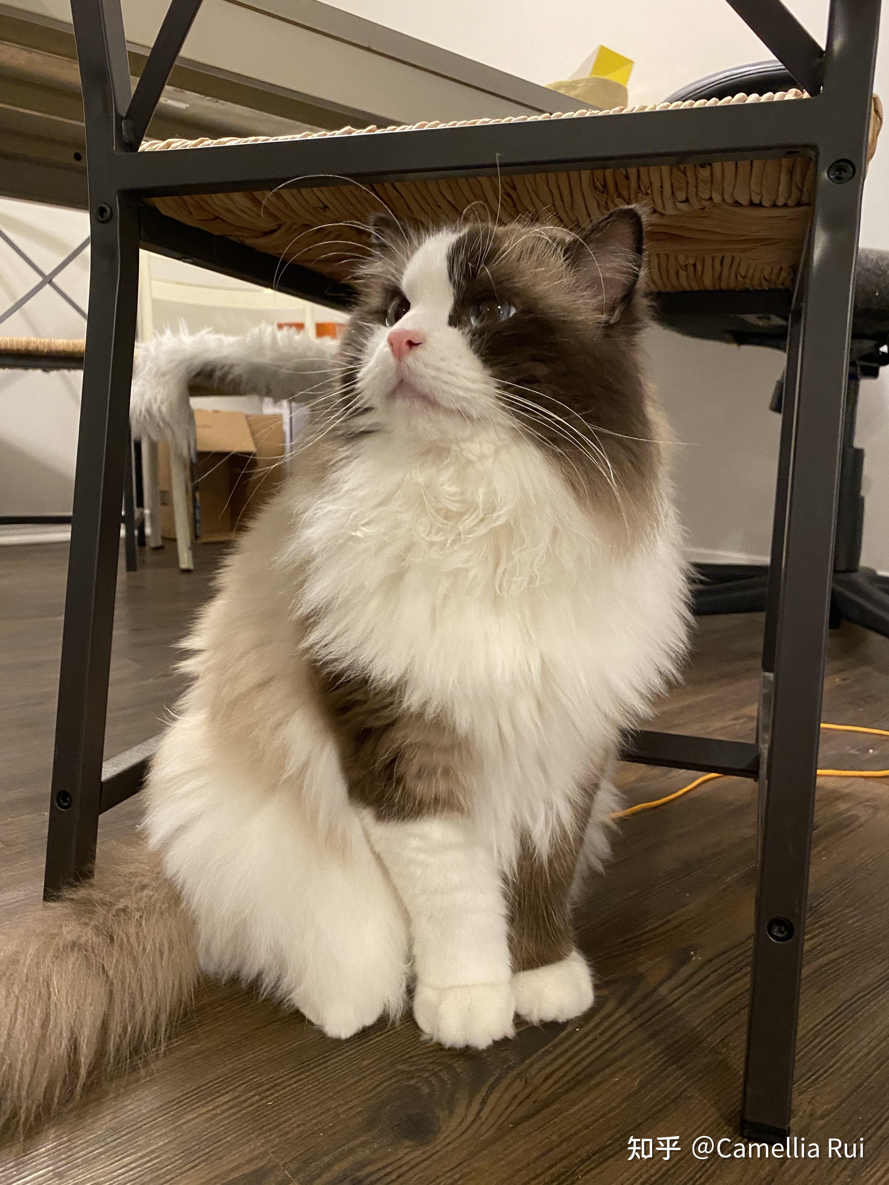 海双布偶猫成年后的颜色会达到多深? - 知乎