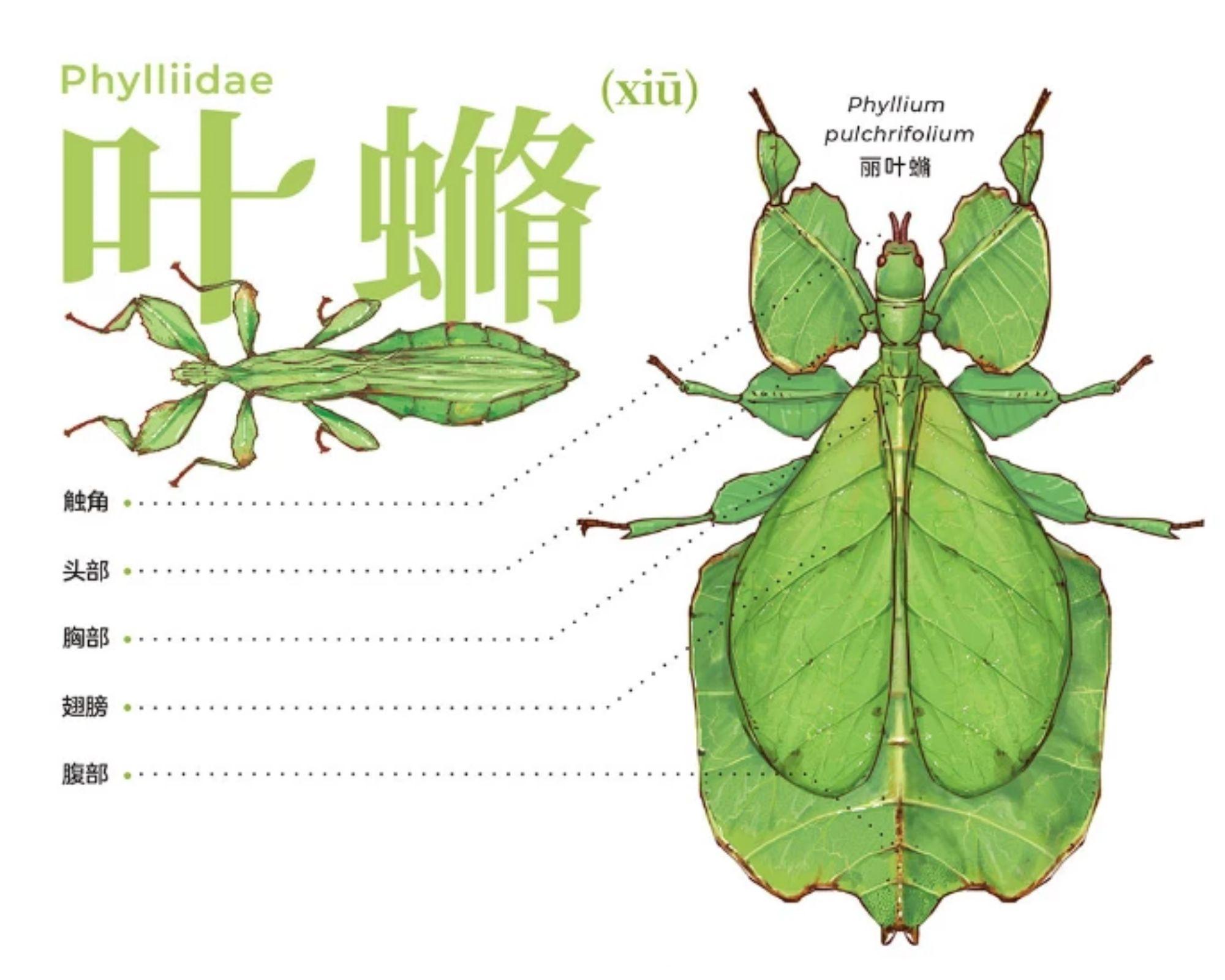 下图是什么虫叶39xiū