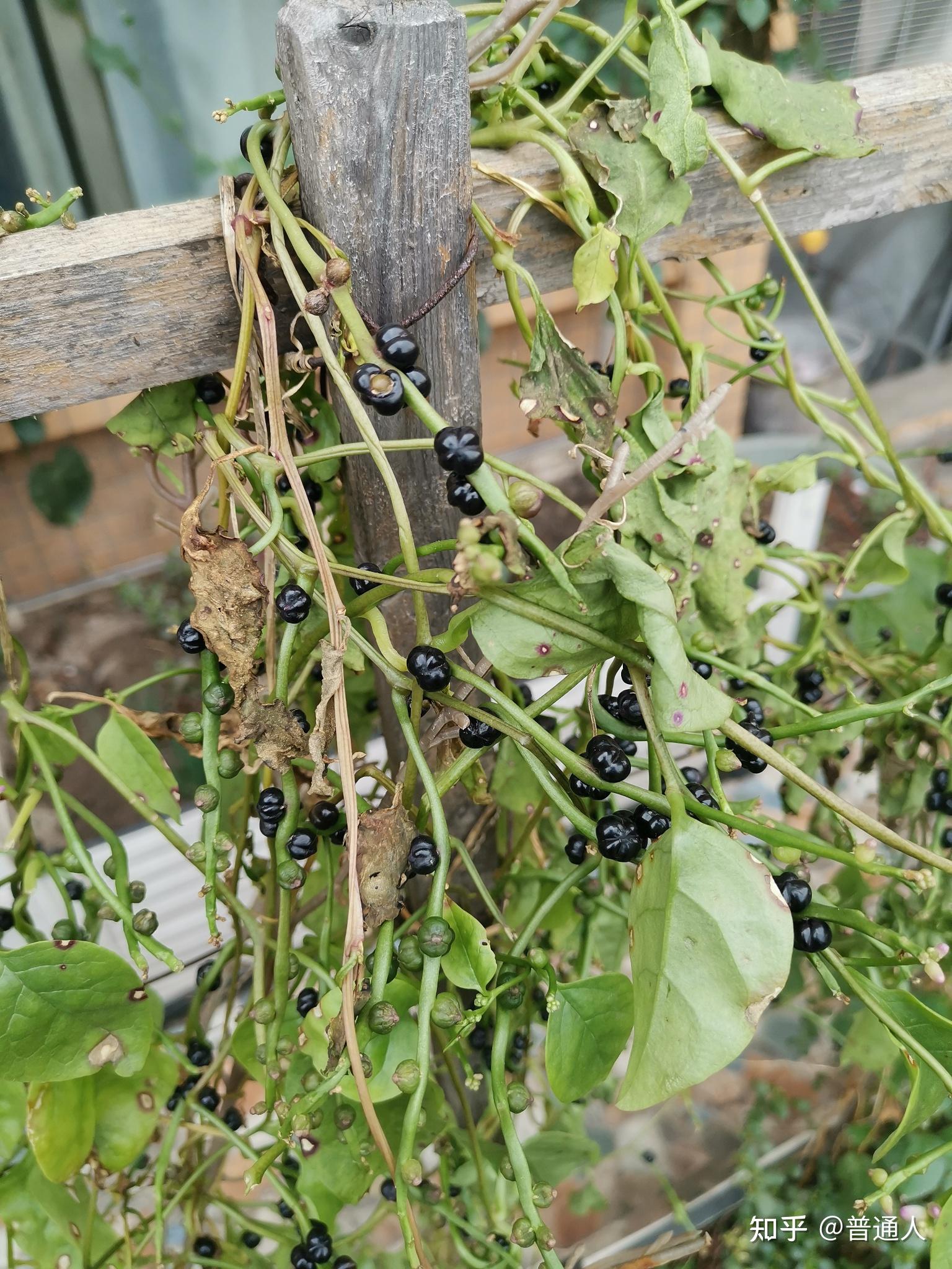 请问这是什么植物一种药材爬藤类植物叶子可以吃据说补血口感滑滑的
