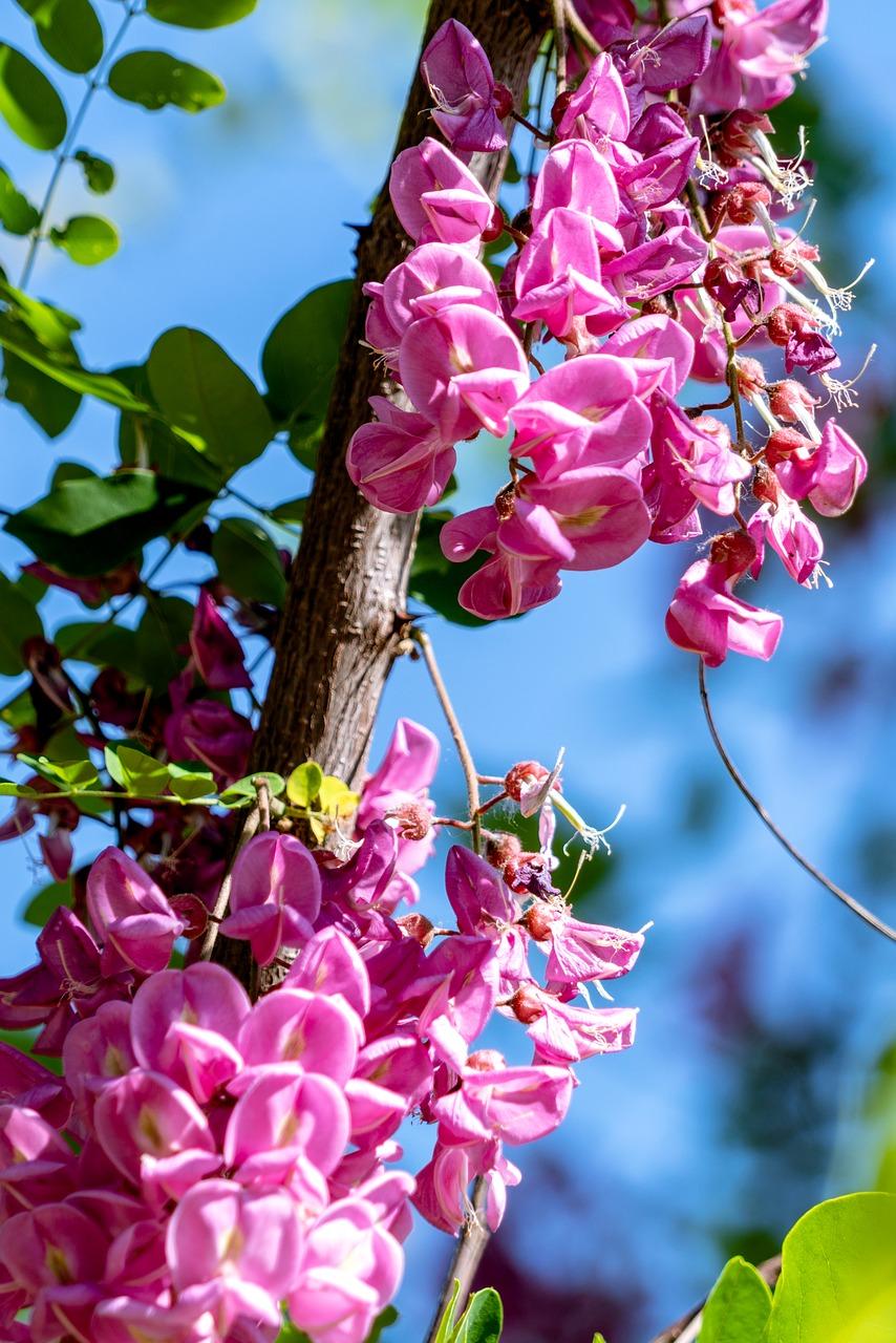 桂花黄叶子是怎么回事