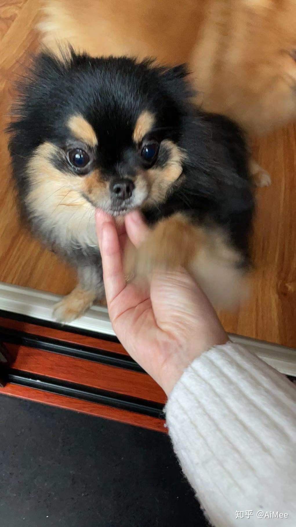 养铁包金博美是种怎样的体验