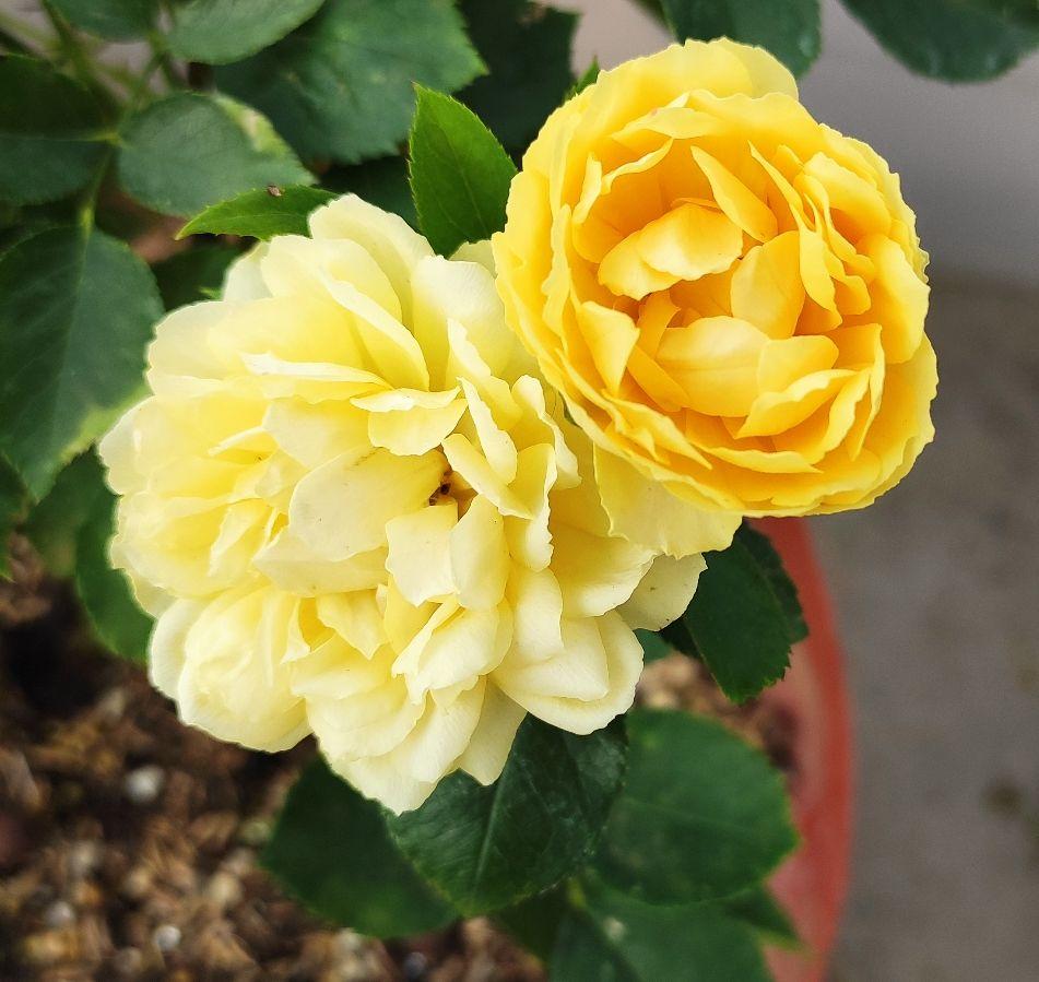 刚入月季坑,想问问花友们用的什么肥料让月季又壮花朵又靓?