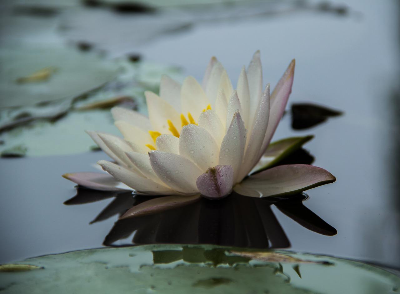 月季花什么睡莲什么