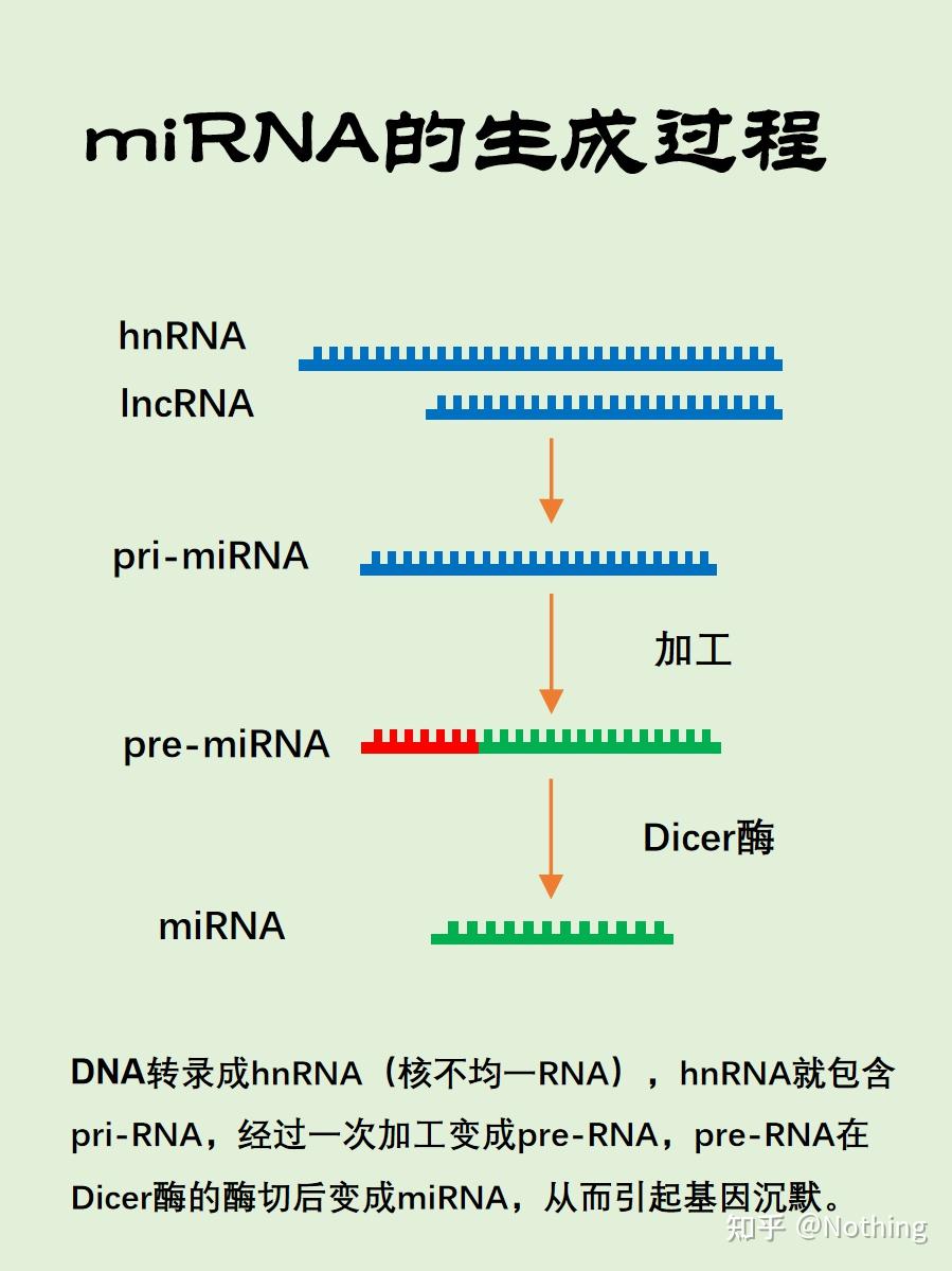 图解转录调控过程---基因过表达、基因沉默、RNA干扰 - 知乎